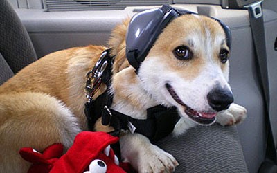 dog ear protection